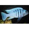 CYNOTILAPIA AFRA WHITE