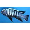 CYNOTILAPIA AFRA WHITE TOP LUMBAULO