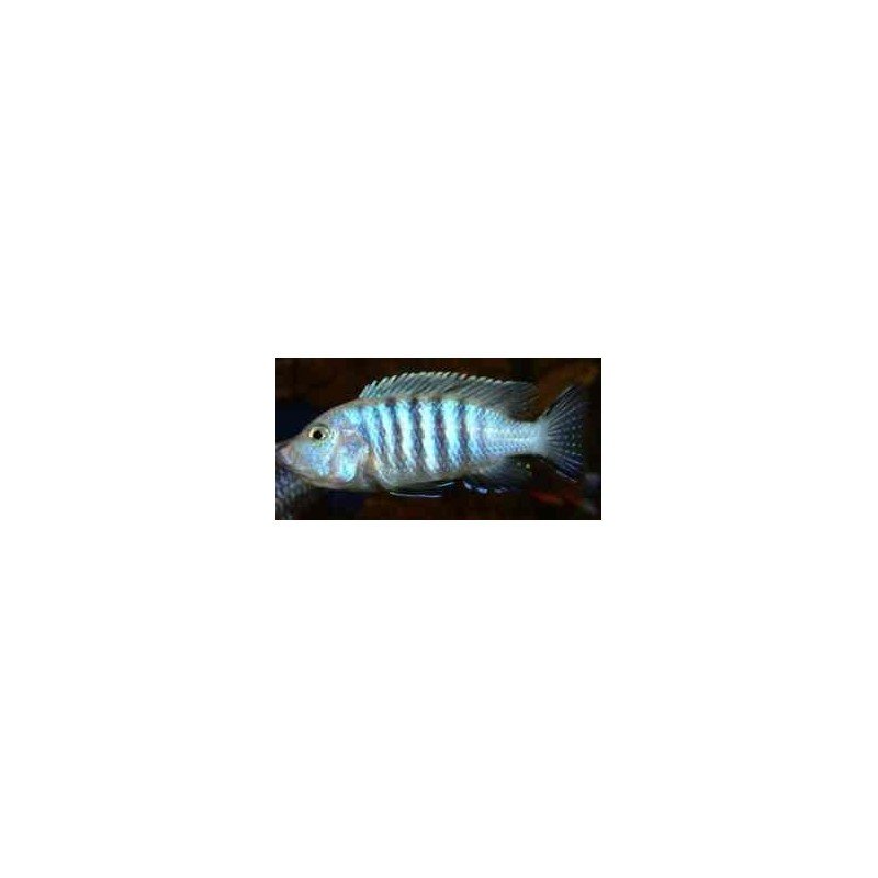 CYNOTILAPIA PULPICAN