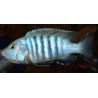 CYNOTILAPIA PULPICAN