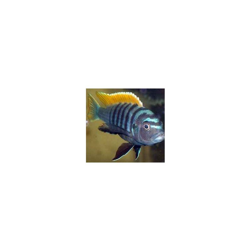 CYNOTILAPIA AFRA YELLOW FIN