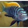 CYNOTILAPIA AFRA YELLOW FIN