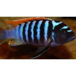 CYNOTILAPIA FLETTI-RED-TOP