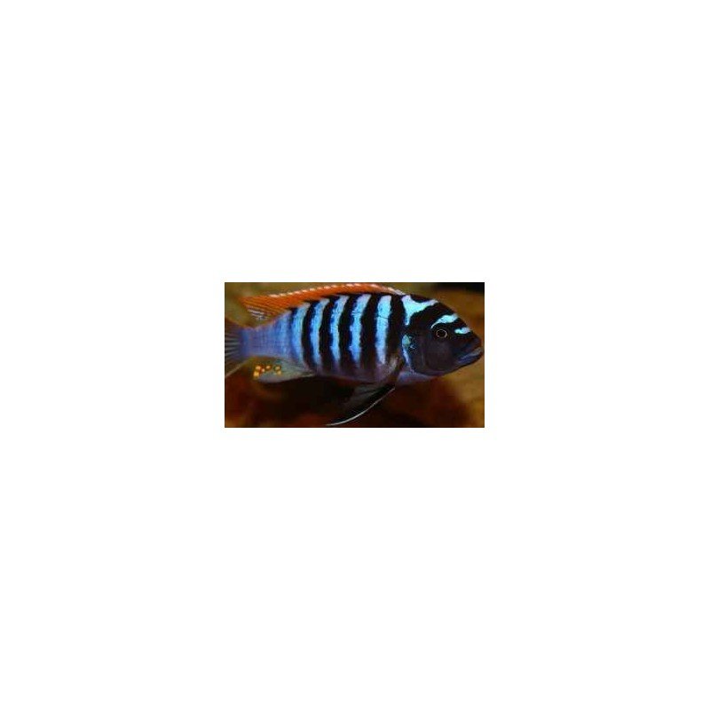 CYNOTILAPIA FLETTI-RED-TOP