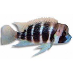 CYPHOTILAPIA FRONTOSA KIGOMA