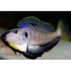 ENANTIOPUS/XENOTILAPIA MELANOGENYS