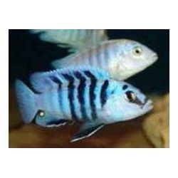 LABIDOCHROMIS CHISUMULAE MBWECA THUMBI POINT