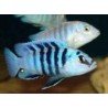 LABIDOCHROMIS CHISUMULAE MBWECA THUMBI POINT