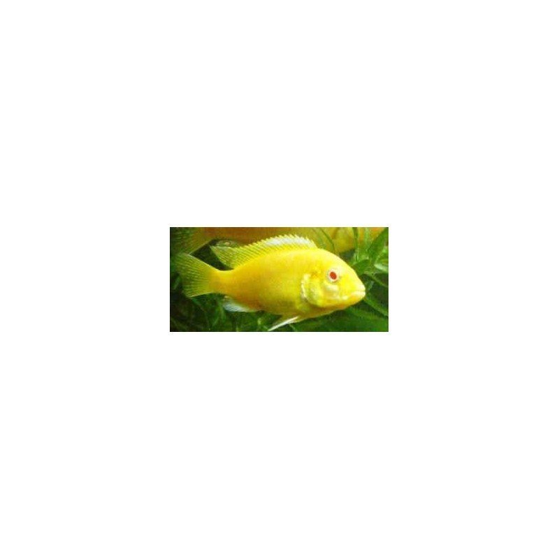 LABIDOCHROMIS SP. YELLOW ALBIN