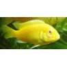 LABIDOCHROMIS SP. YELLOW ALBIN