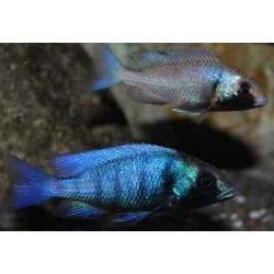 PLACIDOCHROMIS GISSELI