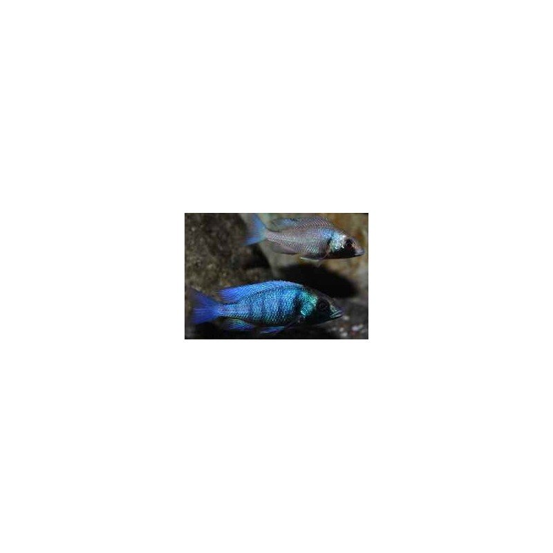 PLACIDOCHROMIS GISSELI