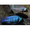 PLACIDOCHROMIS GISSELI