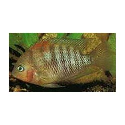 CICHLASOMA/ARCHOCENTRUS SPILURUS