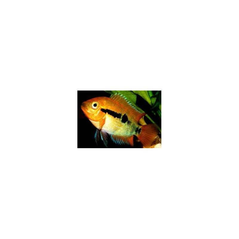 HEROTILAPIA MULTISPINOSA