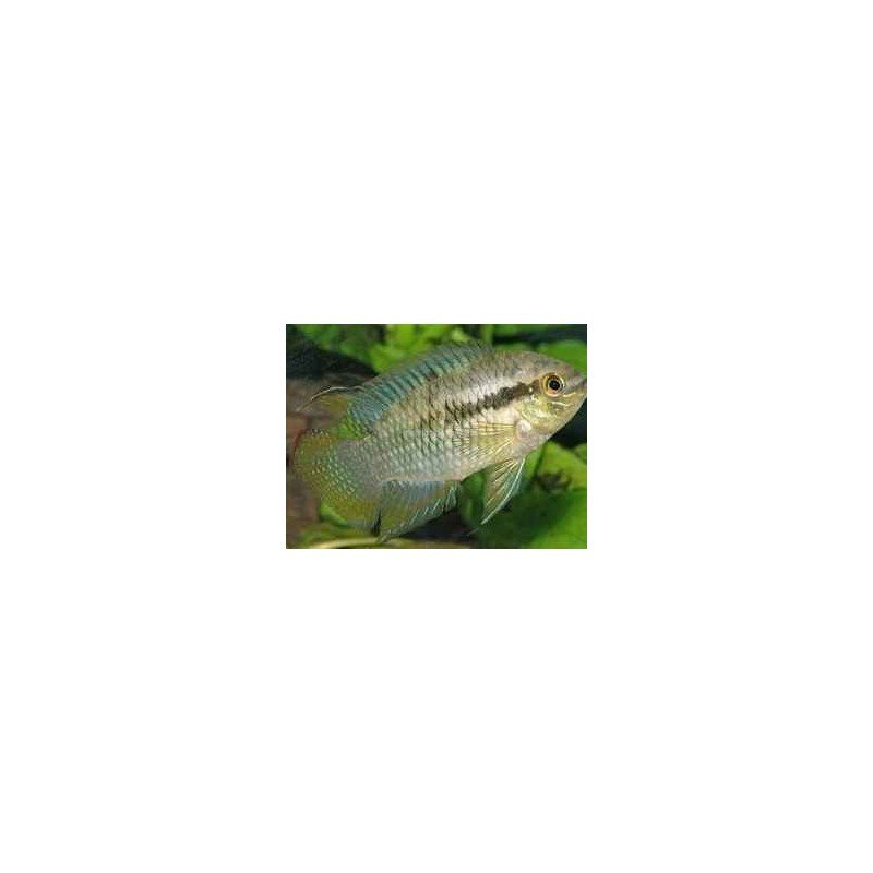 LAETACARA CURVICEPS