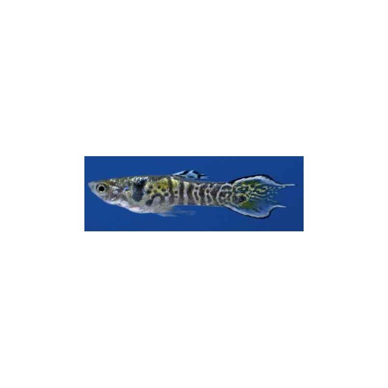 POECILIA ENDLERI TIGER