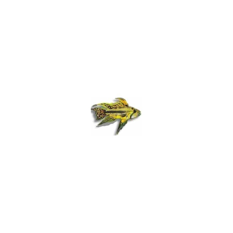 APISTOGRAMMA CACATUOIDES