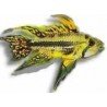 APISTOGRAMMA CACATUOIDES