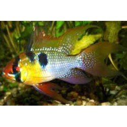 MIKROGEOPHAGUS RAMIREZI long fin