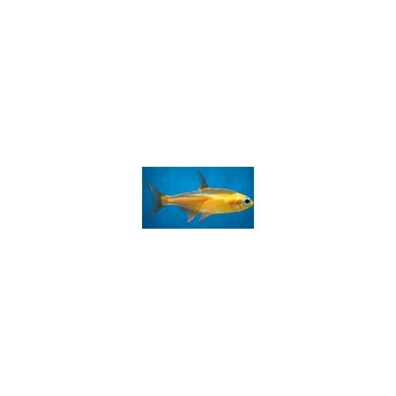 PARACHEIRODON INNESI ORANGE