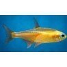 PARACHEIRODON INNESI ORANGE