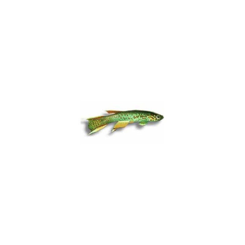 APHYOSEMION AUSTRALE (GREEN