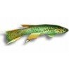 APHYOSEMION AUSTRALE (GREEN