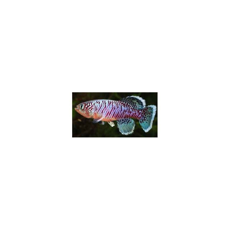 NOTHOBRANCHIUS EGGERSI