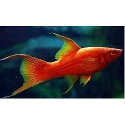 XIPHOPHORUS HELL. WIEN LYRA