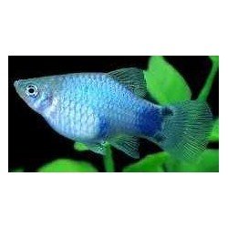 XIPHOPHORUS MACUL. BLUE