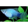 XIPHOPHORUS MACUL. BLUE