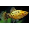 XIPHOPHORUS MACUL. GOLD CALICO
