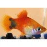 XIPHOPHORUS MACUL. MICKEY MOUSE RED