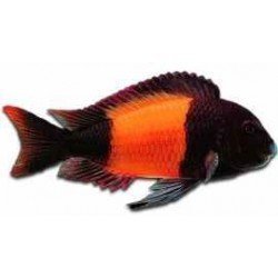 TROPHEUS MOORII ORANGE