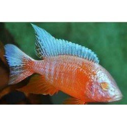 AULONOCARA ICE BLUE ALBIN