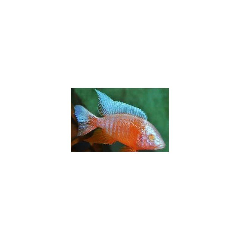 AULONOCARA ICE BLUE ALBIN