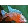 AULONOCARA ICE BLUE ALBIN