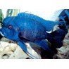 CYPHOTILAPIA FRONTOSA MPIMBWE BLUE