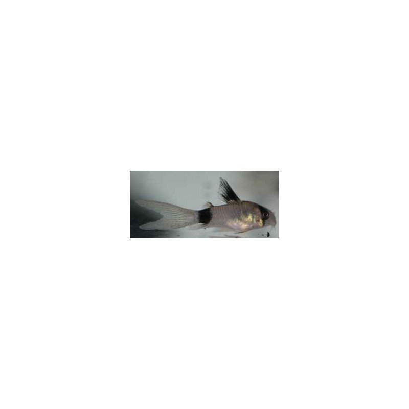CORYDORAS PANDA LONG FIN