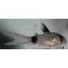 CORYDORAS PANDA LONG FIN