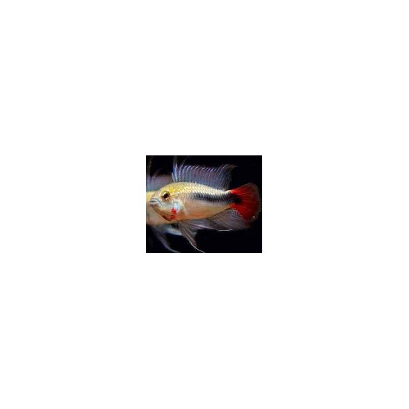 APISTOGRAMMA RIO MAMORE SUPER RED