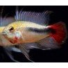 APISTOGRAMMA RIO MAMORE SUPER RED