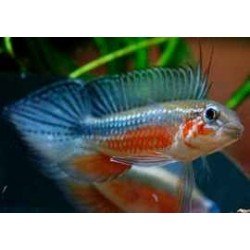 APISTOGRAMMA ELIZABETAE RED