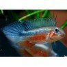 APISTOGRAMMA ELIZABETAE RED