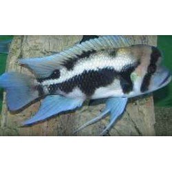 CYPHOTILAPIA FRONTOSA BLACK WIDOW