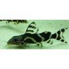 SYNODONTIS ORNATIPINNIS