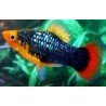 XIPHOPHORUS VARIATUS BLACK HAWAI