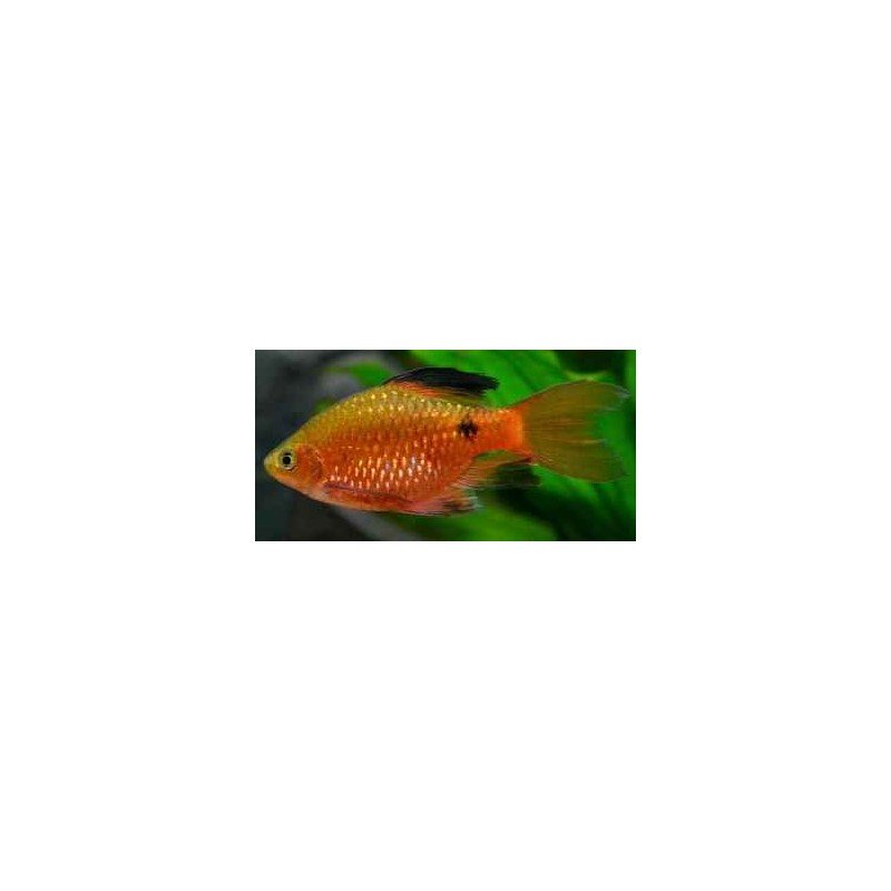 BARBUS/P. CONCHONIUS SUPER RED DIAMOND L.FIN
