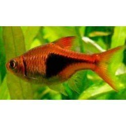 TRIGONOSTIGMA HETEROMORPHA RED